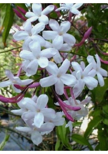 "beyaz Çiçekli Kokulu Arap Yasemini Fidanı - 1-2 Yaş Tüplü