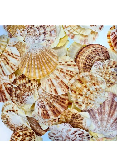 Pecten Mascarensis Kiloluk Deniz Kabuğu (1 Kg)