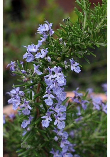 Yayılıcı / Sarkıcı Biberiye 5 Adet - Rosmarinus Officinalis Prost
