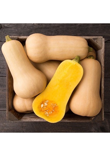 5 Adet Ödüllü WaLham Bal Kabağı Tohumu