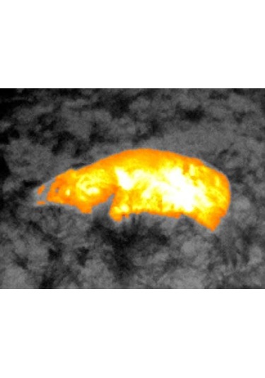 Seek Thermal Compact Xr İos Dış Mekan Termal Görüntüleme Kamera