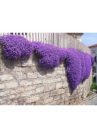 200+ Aubrieta Mor Çiçekli Yer Örtücü Tohumu N113737