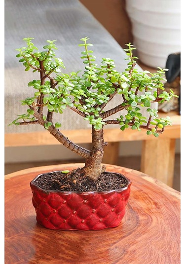 Para Ağacı Bereket Çiçeği Afra Variegata Özel Tür Sukulent