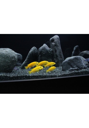 Kanki Pet Akvaryum Kumu 1 KG Bazalt 1-2 MM