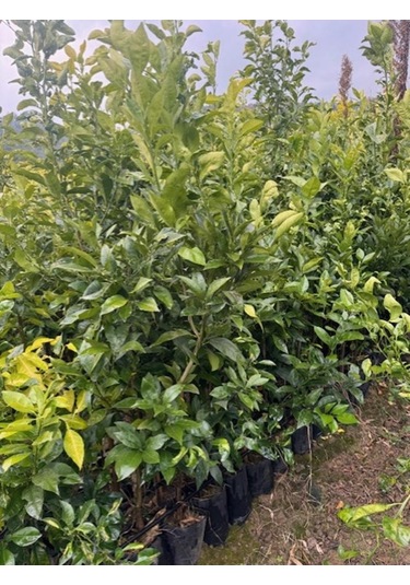 3 Yaş Yafa Portakal Boy 150-170 Cm