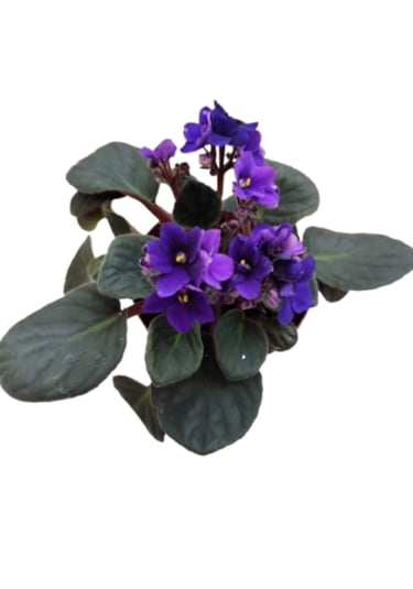 2 Adet İthal Menekşe Mor Renk