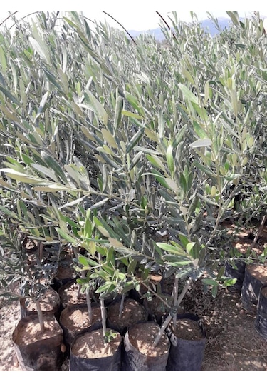 Trilye Gemlik Zeytin Fidanı 3 Adet