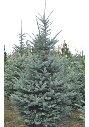 35-45 Cm Mavi Ladin Fidanı - 3 Adet Tüplü Fidan