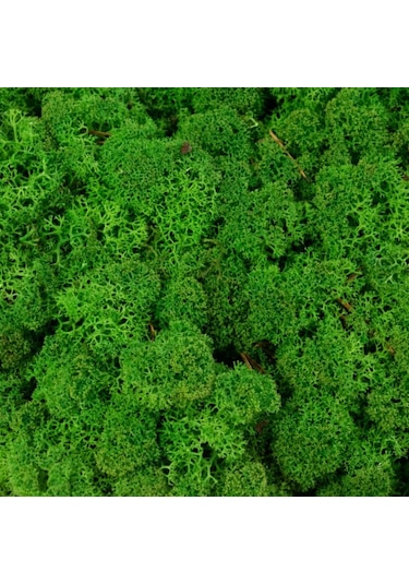 Reindeer Moss Forest Şoklanmış Norveç Yosunu 250gr