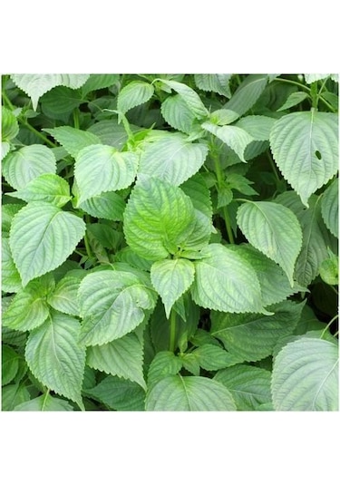 75+ Yeşil Biftek Otu Perilla Tohumu N112724