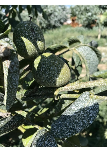 Kaokil Tarımsal Kaolin Kili 25 KG