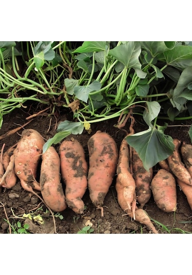 Aydın Tatlı Patates - Kızartmalık/ Yemeklik 10 Kg