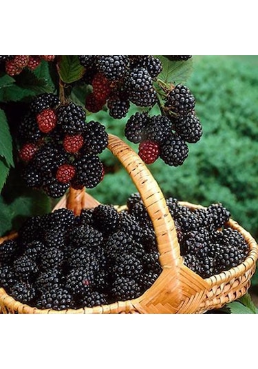 Triple Crown Dikensiz Böğürtlen Fidanı Yaş 2 Boy 150-200cm