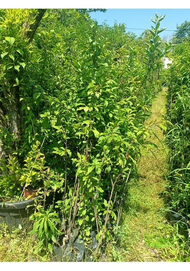 Yeşil Deniz Fidancılık Tüplü Can Erik Fidanı 100-150 Cm