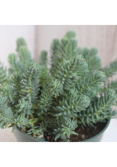 Sedum Reflexum 'blue Spruce' - 5 Adet Yer Örtücü Sukulent