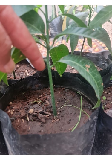 Mango Fidanı Mangifera İndica L.. 50-60 Cm. Tüplü
