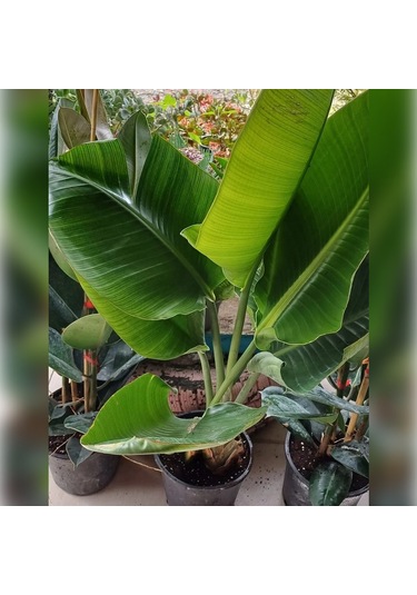 Starliçe Cennet Kuşu Strelitzia 100-120cm