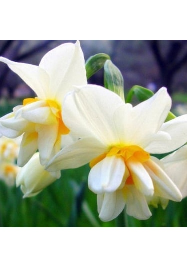 Kokulu White Lion Nergis Çiçeği Soğanı 10 Adet