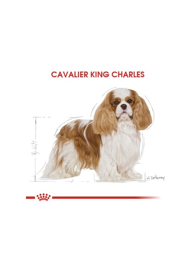 Royal Canin Cavalier King Charles Yetişkin Köpek Maması 3 KG
