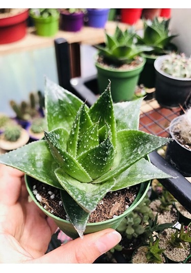 Aloe Cosmo Özel Tür Aloe