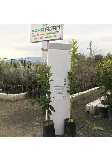 Tüplü Bodur Saksılık Navelina Portakal Yediveren Limon 2 Yaş