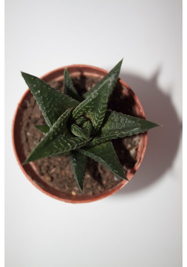 Haworthia Limifolia Sukulent Tekli 5,5 Cm Saksıda
