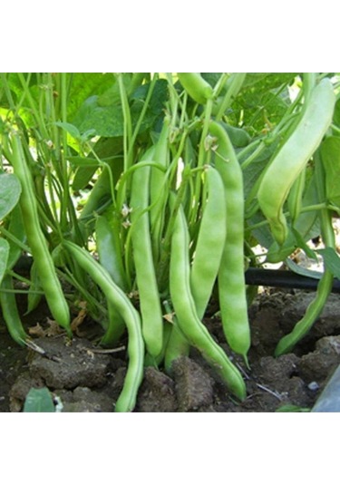 Çalı Fasulye Tohumu Yeni Sofia 2kg Pole Bean