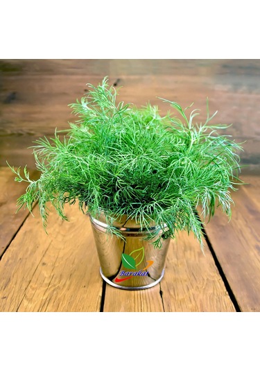 Dereotu Toros MeLemi Tohumu 5000 Adet Dere Otu