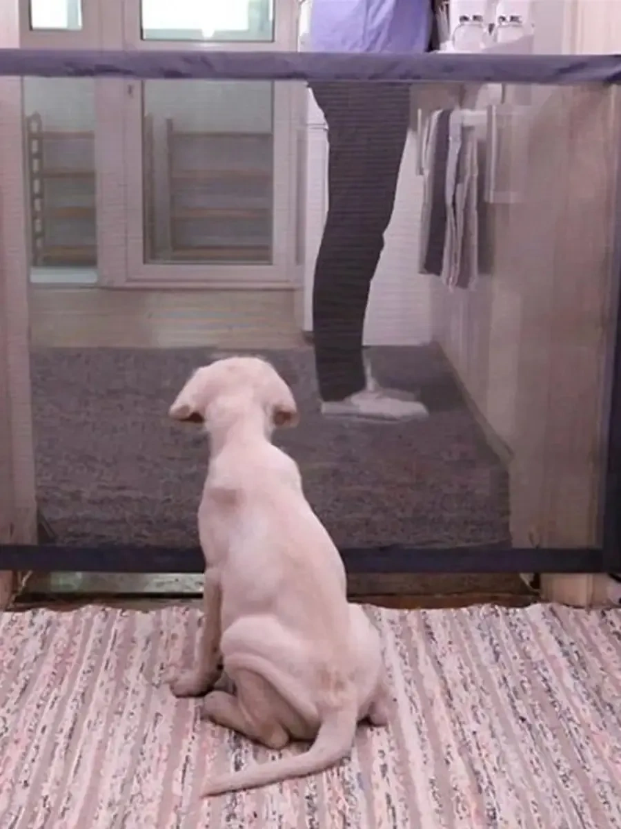 Zelenyj Sad Köpekler İçin Çit 26989551