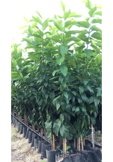 Tüplü Bodur Saksılık Navelina Portakal Yediveren Limon 2 Yaş