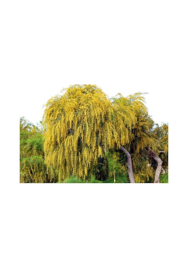 Kıbrıs Akasya Tohumu 5 Tohum + Bonsai Ağacı Tohumu