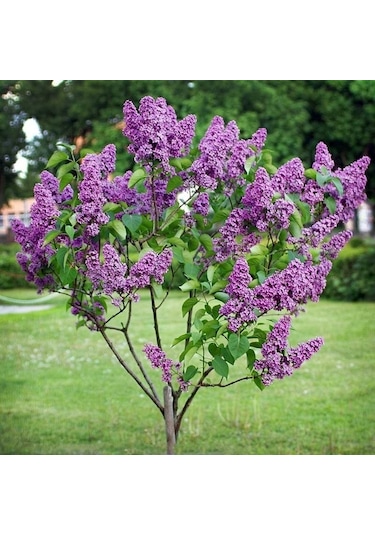 Tüplü Soğuğa Dayanıklı Leylak Fidanı