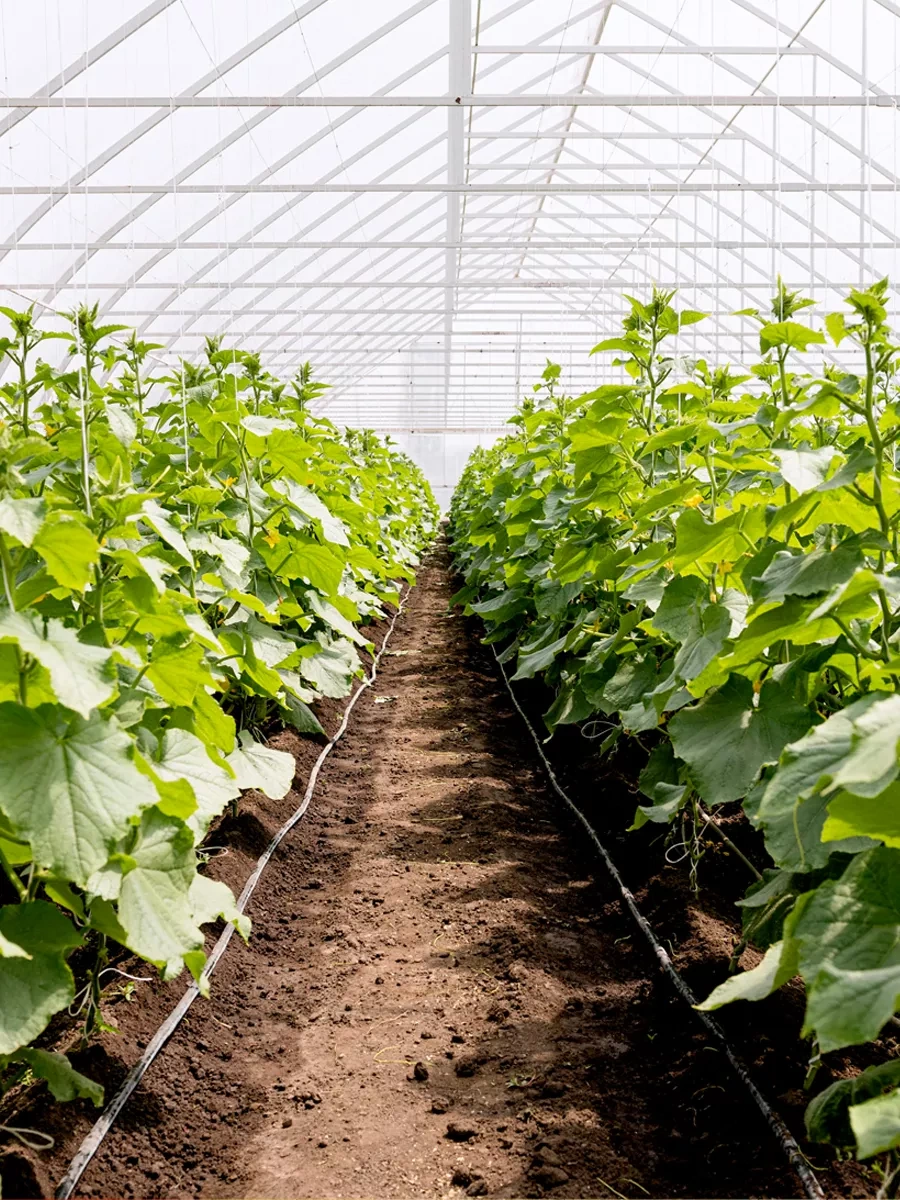 Avıora Beyaz Halat, Ev Tipi, 1600 Teks, 312,5 M 17309550