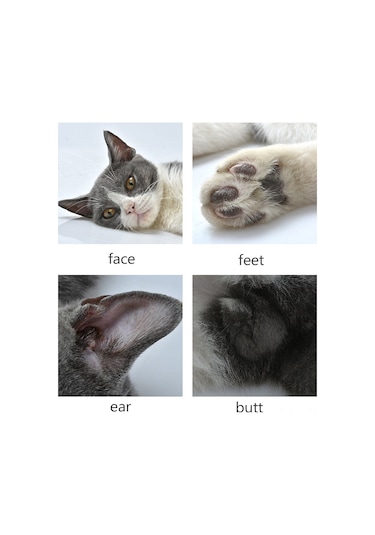 Xiyyadms Köpek Ve Kedi Ayak Tüy Kesici, Yerel Kırpma Elektrikli Makas, Abs Malzeme, Pil Dahil, 6w Güç, Pratik Kullanım