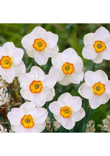 Özel Çeşit Beautiful Eyes Nergis Soğanı 3 Adet