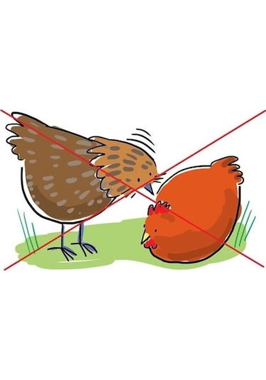 Peckstone 10 kg gagalama taşı