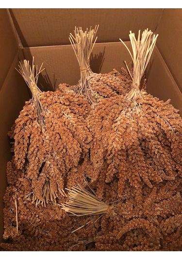 Doğal Daldarı Kızıl Darı 1 KG