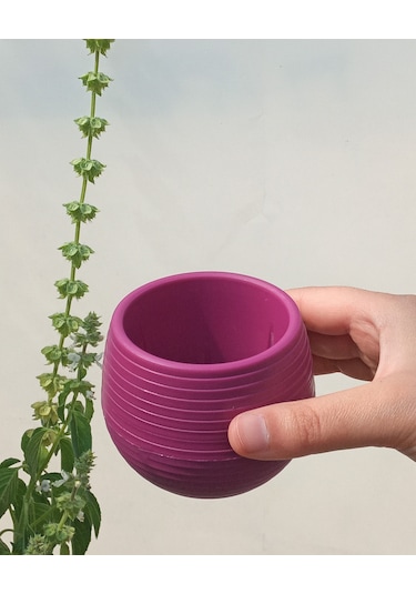 Kaktüs & Sukulent Saksısı 0,55 lt 4 Adet Vişne Renk Elvan Saksı