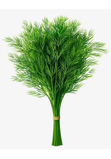 Doğal Dereotu Tohumu 1000 Ad Tohum