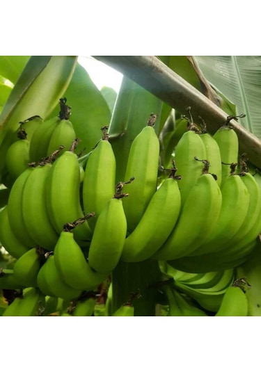 Dalından Yeşil Doğal Anamur Muzu 10 Kg