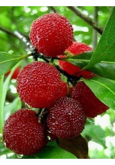 Bahçevilya 2 Adet Koca Yemiş Fidanı Arbutus Unedo