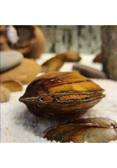 Tatlı Su Midyesi 10 Adet 4-9 cm