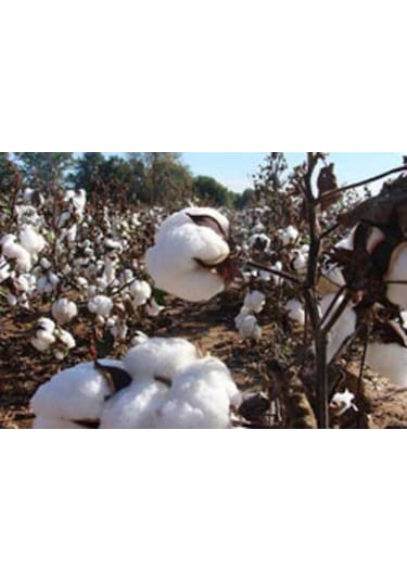 Çift Kişilik El Yapımı El Sırıması Doğal Pamuk Yorgan