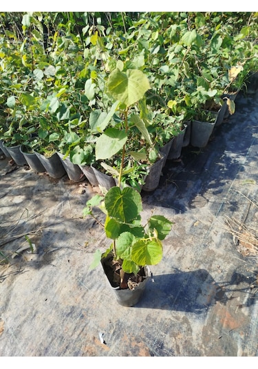 Ihlamur Ağacı Fidanı 50-100 Cm Tilia Tomentosa 2-3 Yaş
