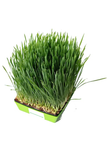 Yerli Buğday Mikro Yeşillik Tohumu, 15 Gram