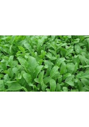 Roka Tohumu 100 Tohum + Tohum