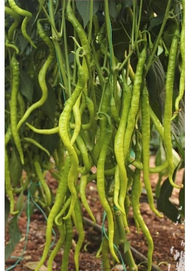 Tatlı Kıl Biber Tohumu 10 Gr