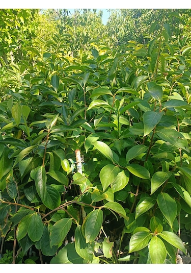 Yeşil Deniz Fidancılık Tüplü Trabzon Hurması Fidanı 50-100 Cm