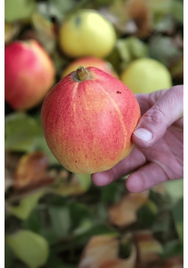 Aşılı Vahapbey Kırmızı Ayva Fidanı 3 Yaş