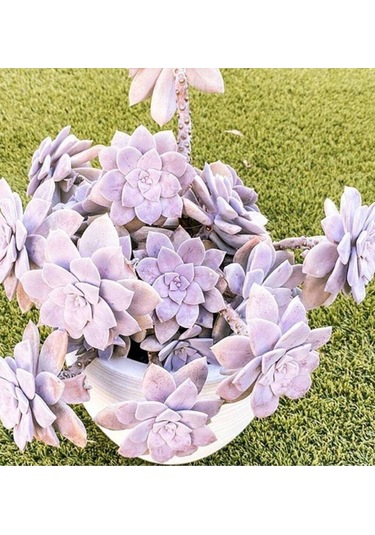 10 Adet Graptopetalum Pentandrum Succulent Tohumu